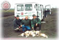 Hares near the car