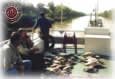 Danube Delta - Geese on boat