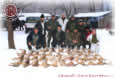 Gostilele Hares - January 2002