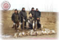 Braila Hares - November 2001