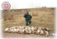 Hares Hunting