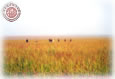 Quail Group
